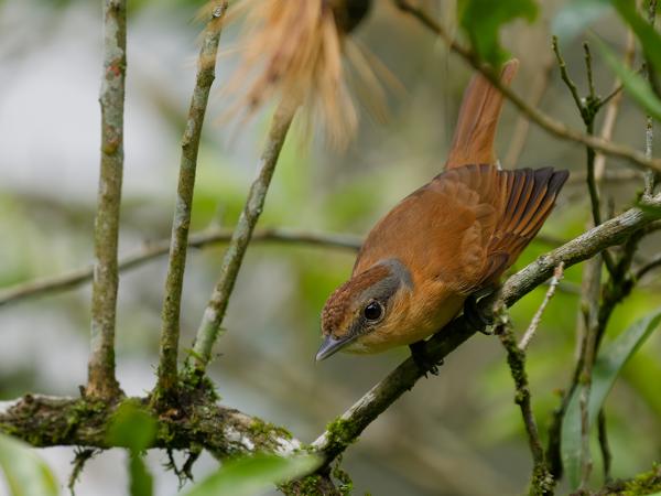 Kastanjebekarde (Pachyramphus castaneus)